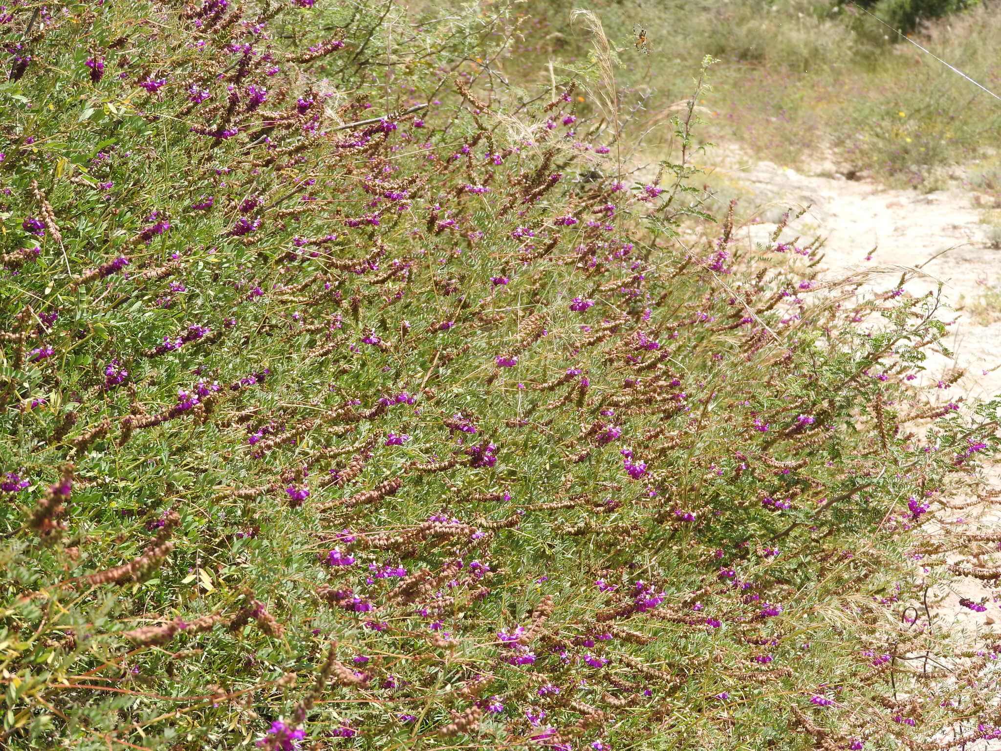 Dalea foliolosa